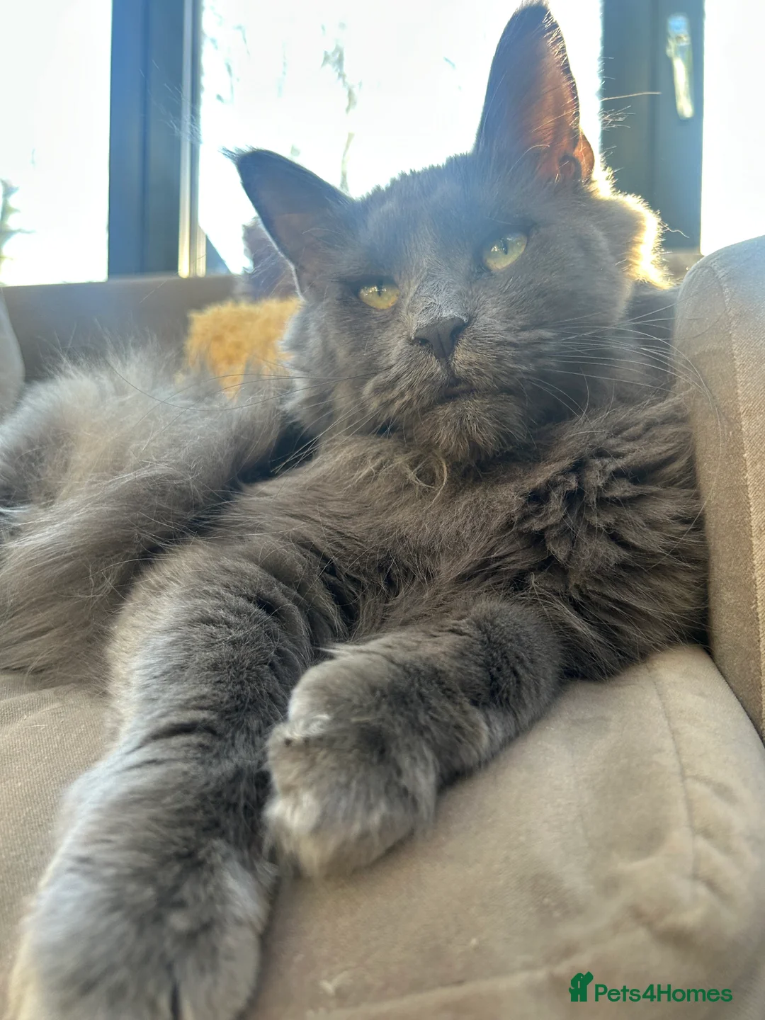 Maine Coon cats for sale: Kittens on the way! - Advert 4