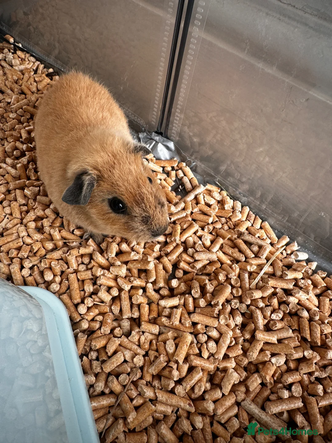 Guinea Pig rodents for sale: Boy guinea pig with cage - Advert 1