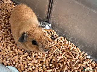 Guinea Pig rodents Boy guinea pig with cage - Advert 1