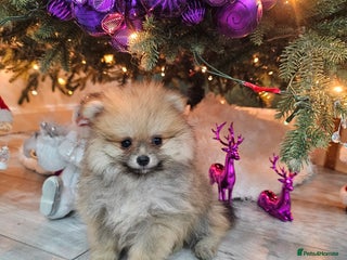 Pomeranian dogs Kc Registered last boy and girl,ready to go! - Advert 8