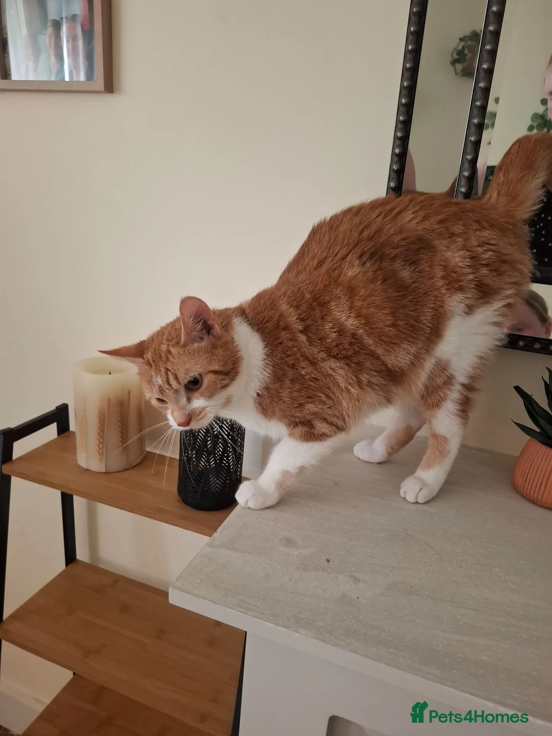 Mixed Breed cats for sale: Beautiful adult cat ready to be rehomed - Advert 1
