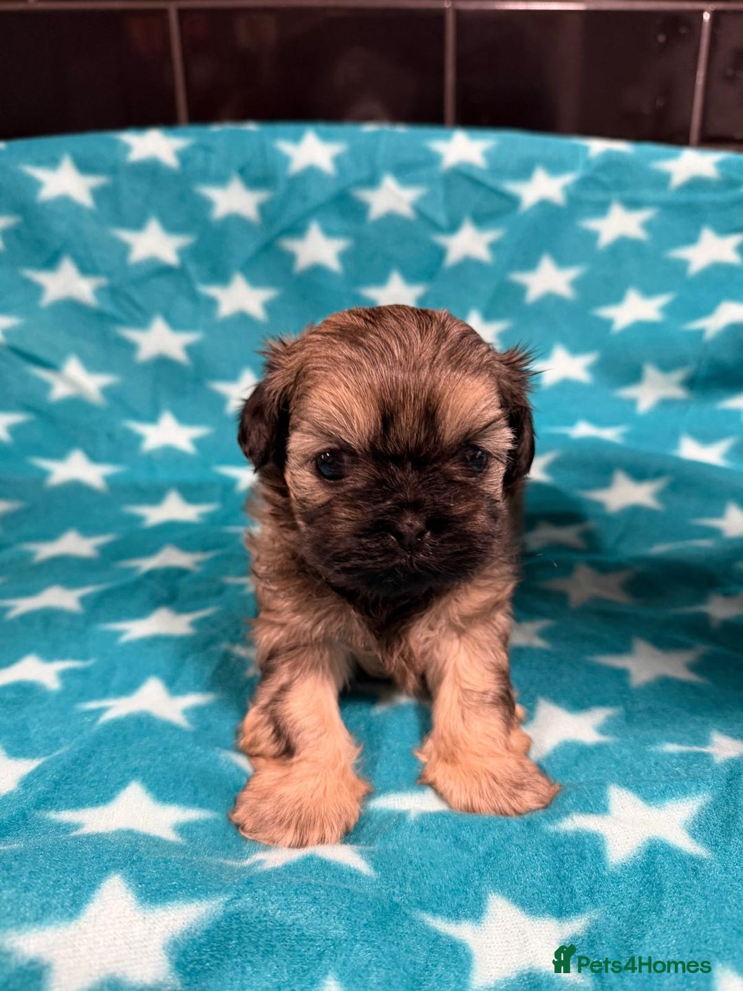 Mixed Breed dogs for sale: Shision/shitzu pups  - Advert 5