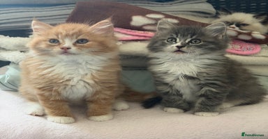 Ragdoll cats - Advert 1