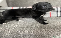Mixed Breed dogs for sale: Cocker collie cross  - Image 11