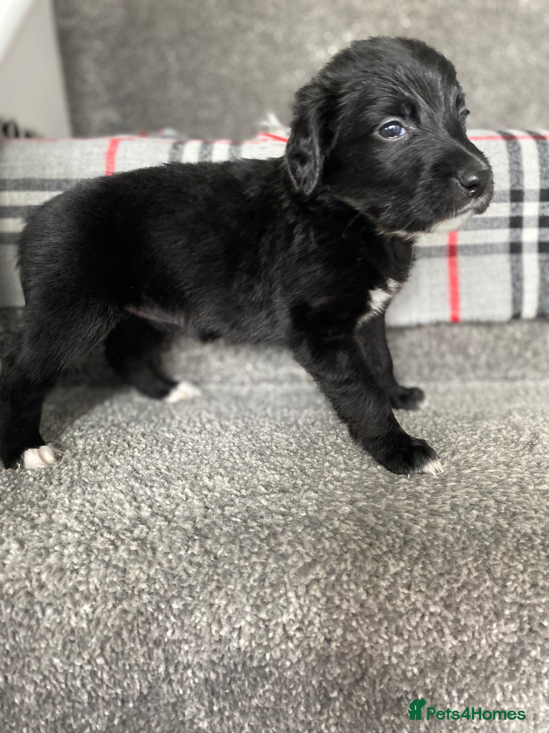 Mixed Breed dogs for sale: Cocker collie cross  - Image 11