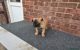 Belgian Shepherd Dog dogs for sale: Belgian Shepherd puppies - Advert 17