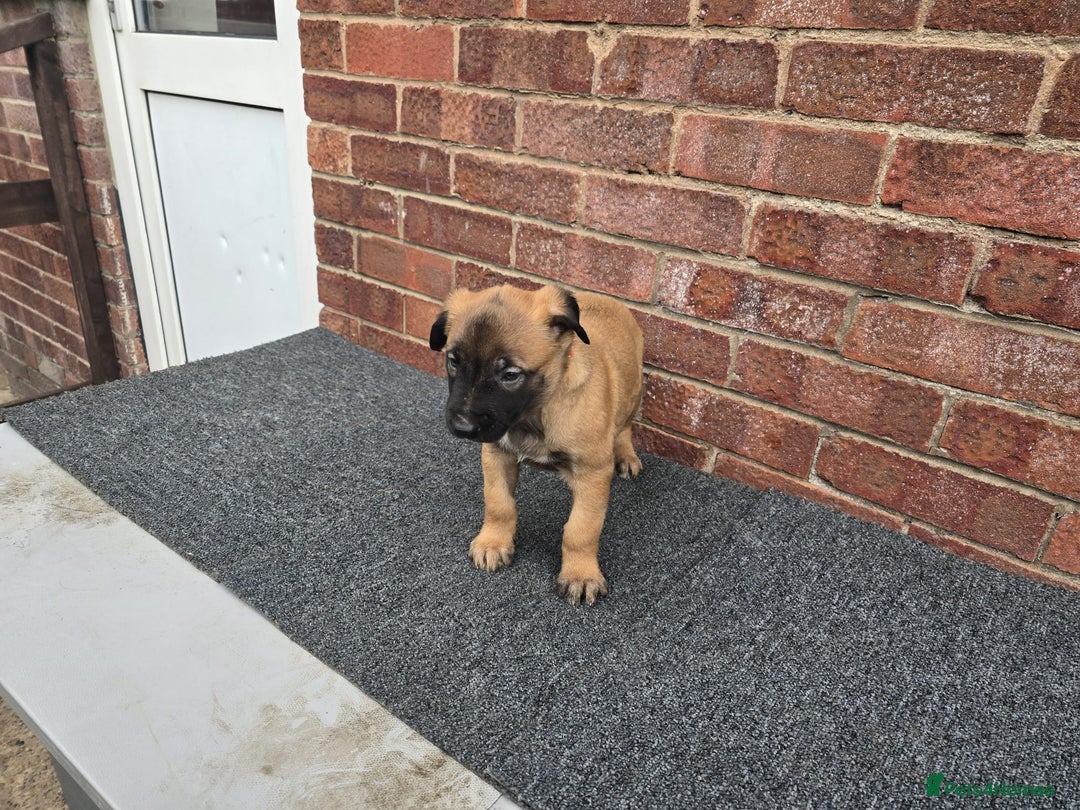 Belgian Shepherd Dog dogs for sale: Belgian Shepherd puppies - Advert 17