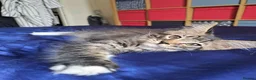 Maine Coon cats for sale: Maine Coon Kittens for Sale - Advert 27