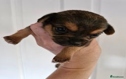 Chorkie dogs for sale: 3 quarter chihuahua 1 quarter yorkie - Image 10