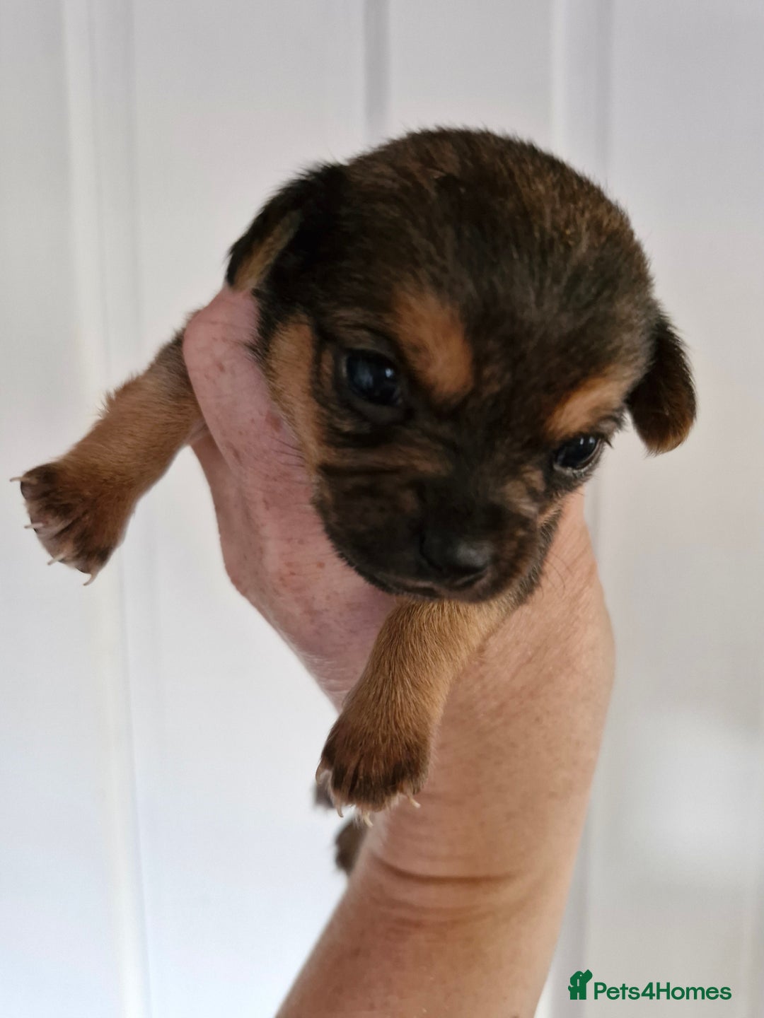 Chorkie dogs for sale: 3 quarter chihuahua 1 quarter yorkie - Image 10