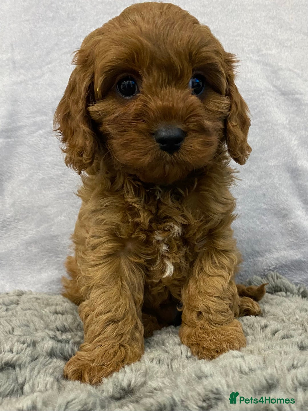 Cavapoo dogs for sale: Cute Cavapoo - Advert 5