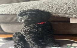 Labradoodle dogs for sale: Labradoodle - Black Male 9wks  - Image 6