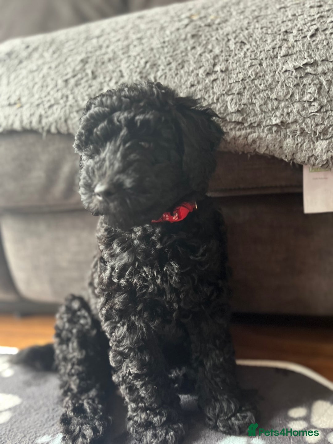 Labradoodle dogs for sale: Labradoodle - Black Male 9wks  - Image 6
