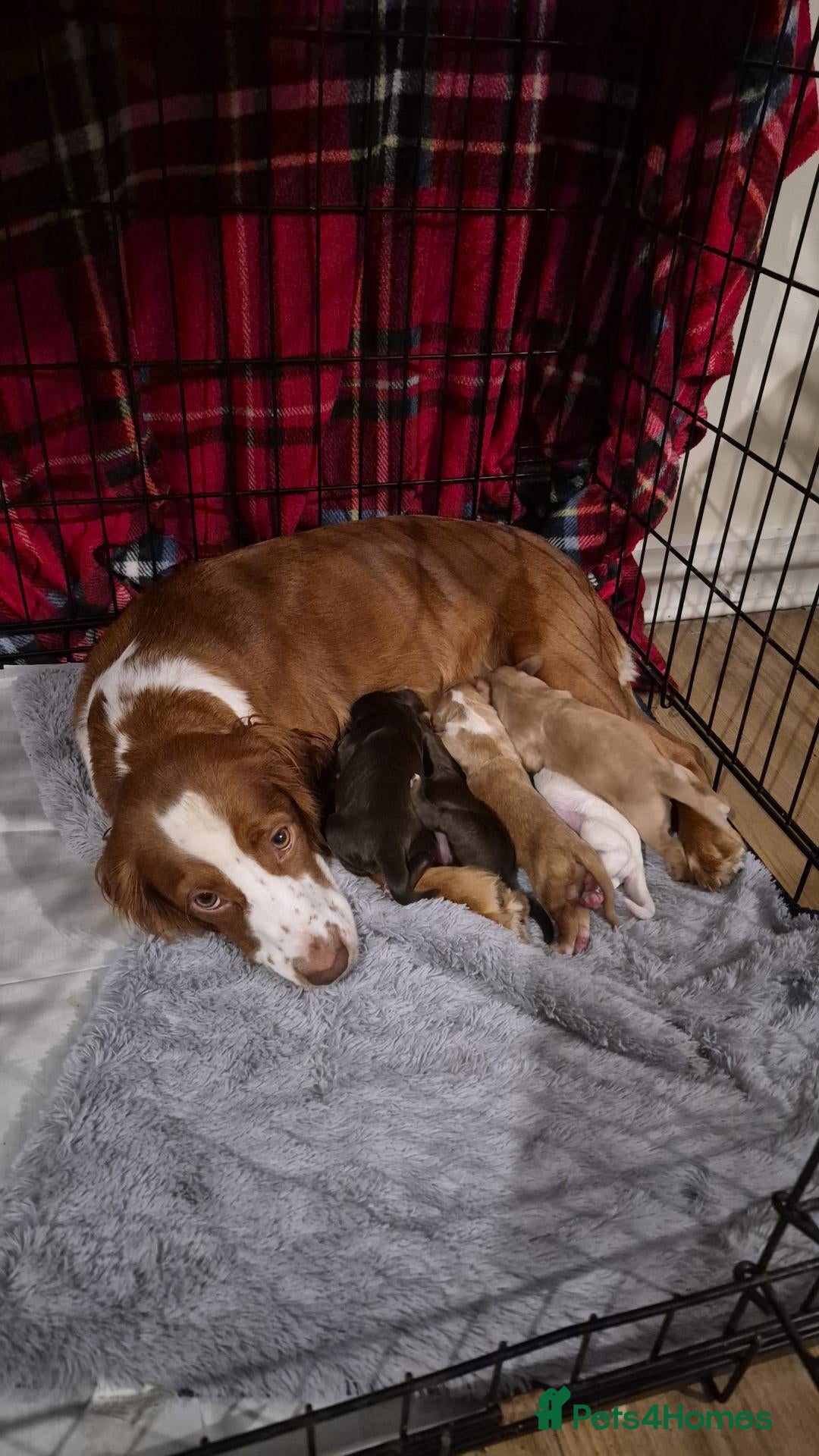 Cocker Spaniel dogs for sale: Stunning cocker Spaniel puppies  - Advert 13