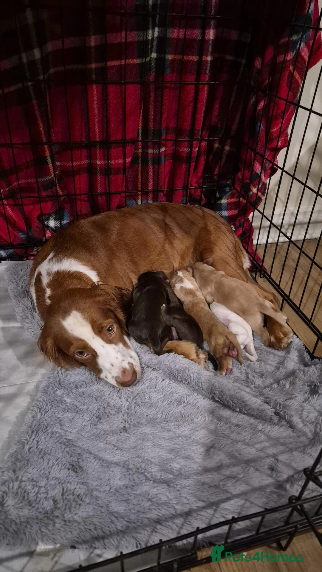 Cocker Spaniel dogs for sale: Stunning cocker Spaniel puppies  in Sunderland - Advert 1