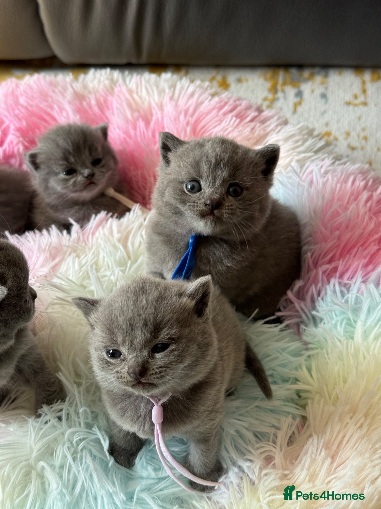British Shorthair cats Blue & Lilac Pedigree British Shorthair - Advert 18