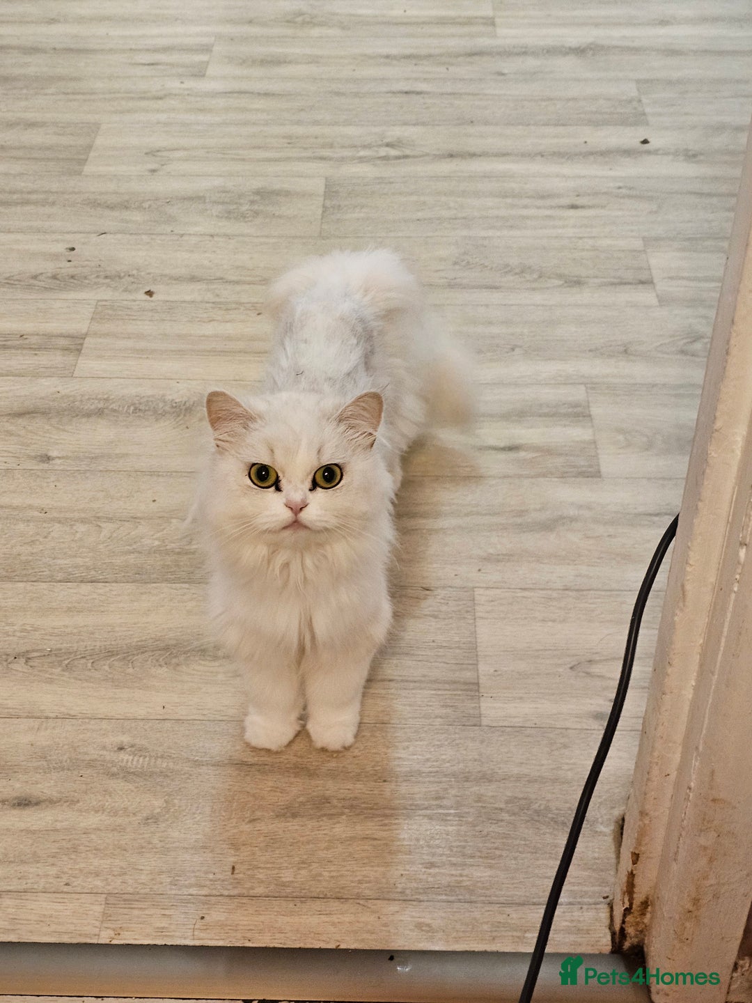 Mixed Breed cats for sale: Persian Chinchilla Cross Kittens - Image 25