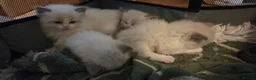 Ragdoll cats for sale: Beautiful Playful Ragdoll Kittens  - Advert 23