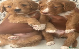 Cockapoo dogs for sale: 2 Beautiful Boy Cockapoo Puppies Left!! - Image 1