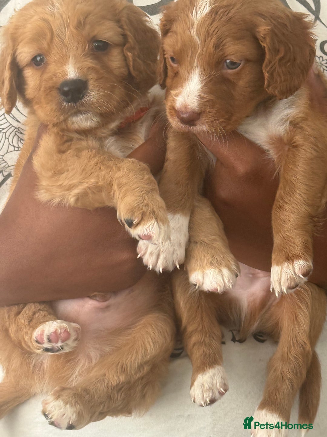 Cockapoo dogs for sale: 2 Beautiful Boy Cockapoo Puppies Left!! - Image 1