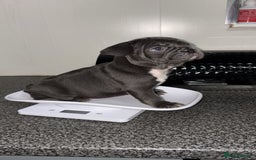 French Bulldog dogs for sale: MerlexIsabella puppy’s  - Image 1