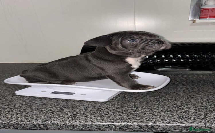 French Bulldog dogs - Advert 1