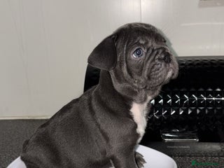 French Bulldog dogs - Advert 3