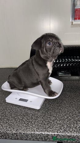 French Bulldog dogs - Advert 1