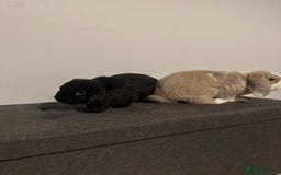 Mini Lion Lop rabbits for sale: 2 Mini Lops  - Image 2