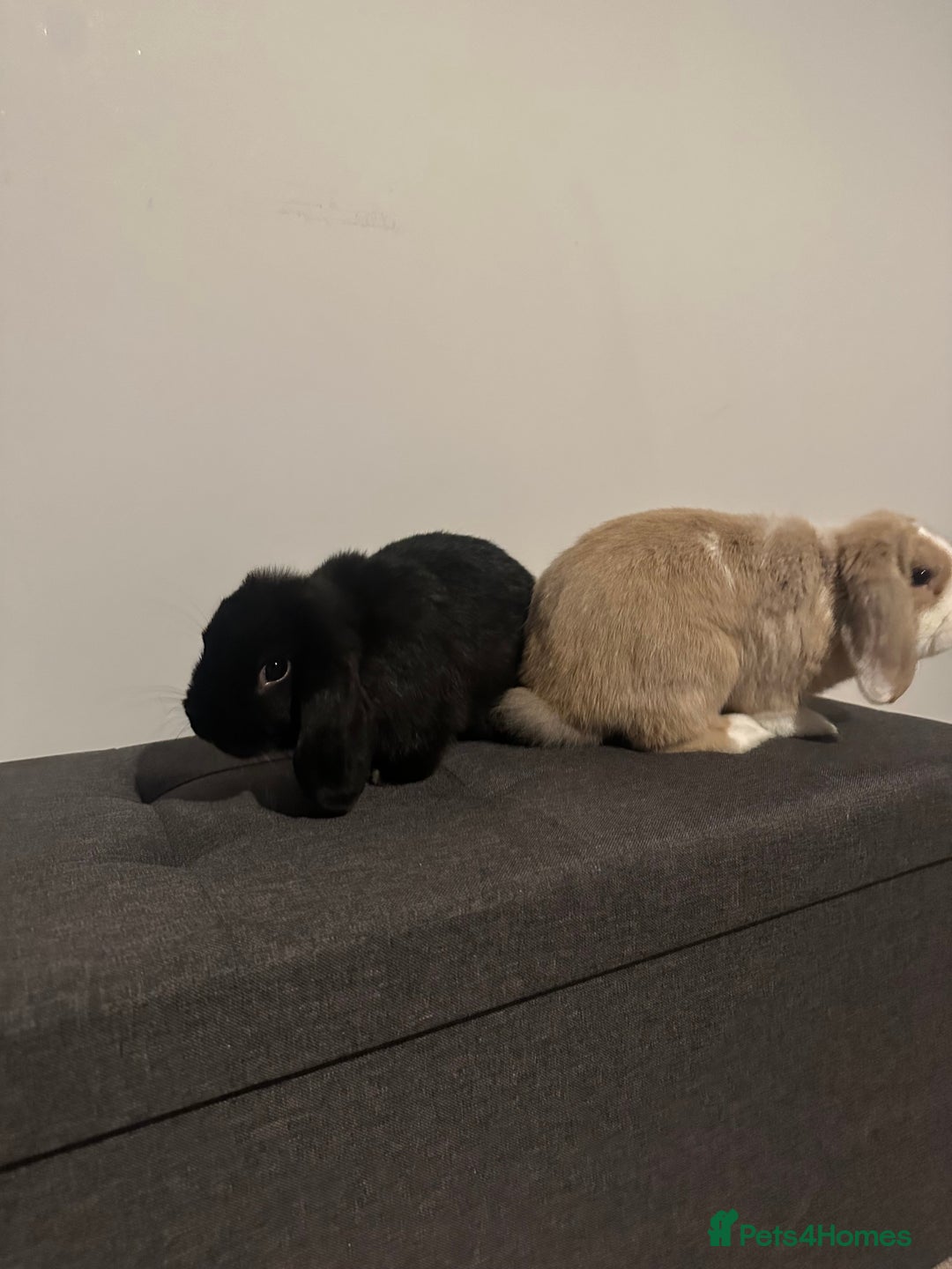 Mini Lion Lop rabbits for sale: 2 Mini Lops  - Image 2