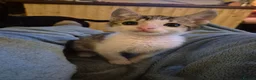 Domestic Shorthair cats for sale: Stray kittens for adoption - Advert 4