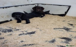 Cocker Spaniel dogs for sale: Cocker spaniel puppies  - Image 2