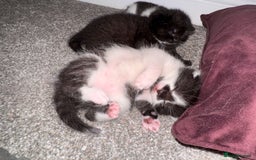Mixed Breed cats for sale: 🐾 Half British Shorthair Kittens Available! 🐾 - Image 32