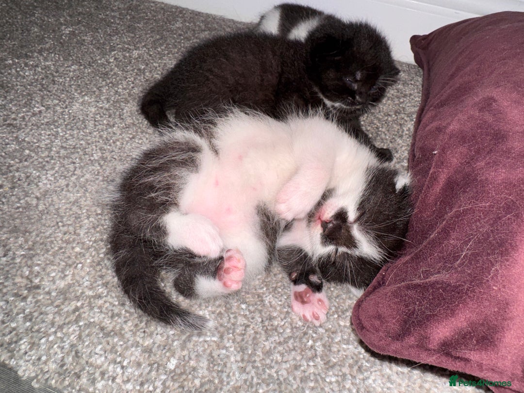 Mixed Breed cats for sale: 🐾 Half British Shorthair Kittens Available! 🐾 - Image 32