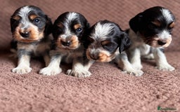 Cocker Spaniel dogs for sale: KC REG SHOW TYPE COCKER SPANIELS  - Image 17