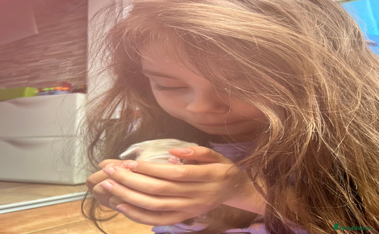 Mini Lop rabbits - Advert 1