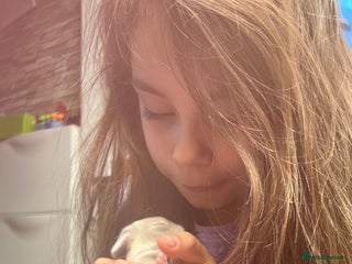 Mini Lop rabbits - Advert 7