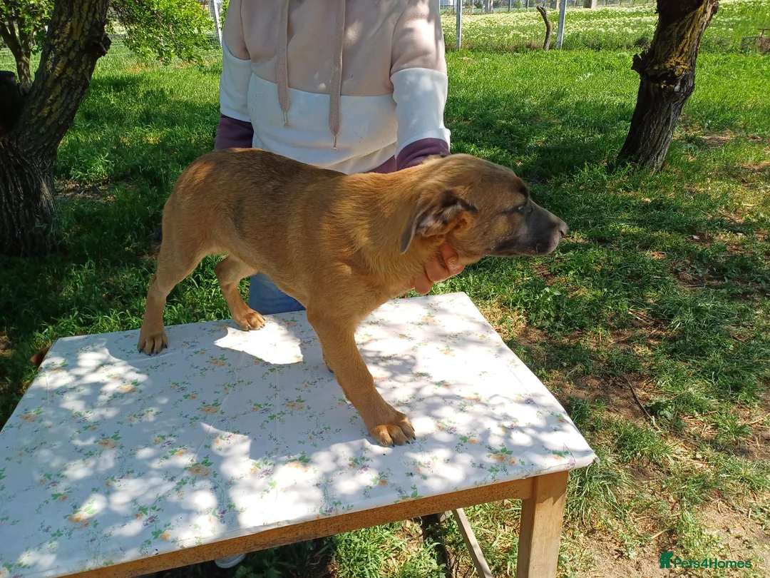 Mixed Breed dogs for adoption: BLUE, a Lovely Puppy Boy - for a Loving Home in Nottingham - Advert 26