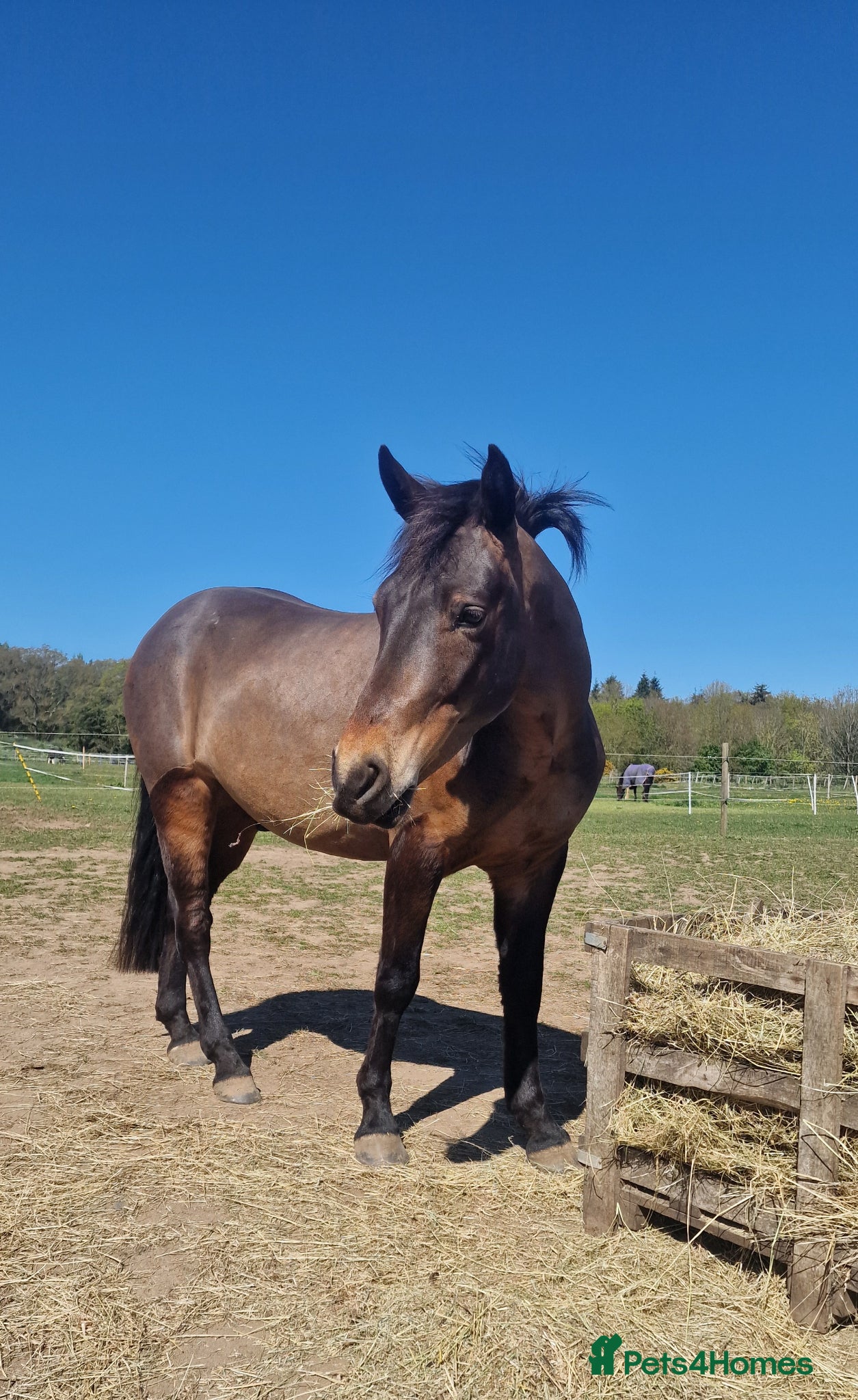 New Forest horses for sale: New forest gelding 4 years old in Norwich - Advert 1