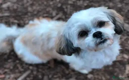 Shih Tzu dogs for sale: 5 purebred Shih Tzu puppies - Image 4