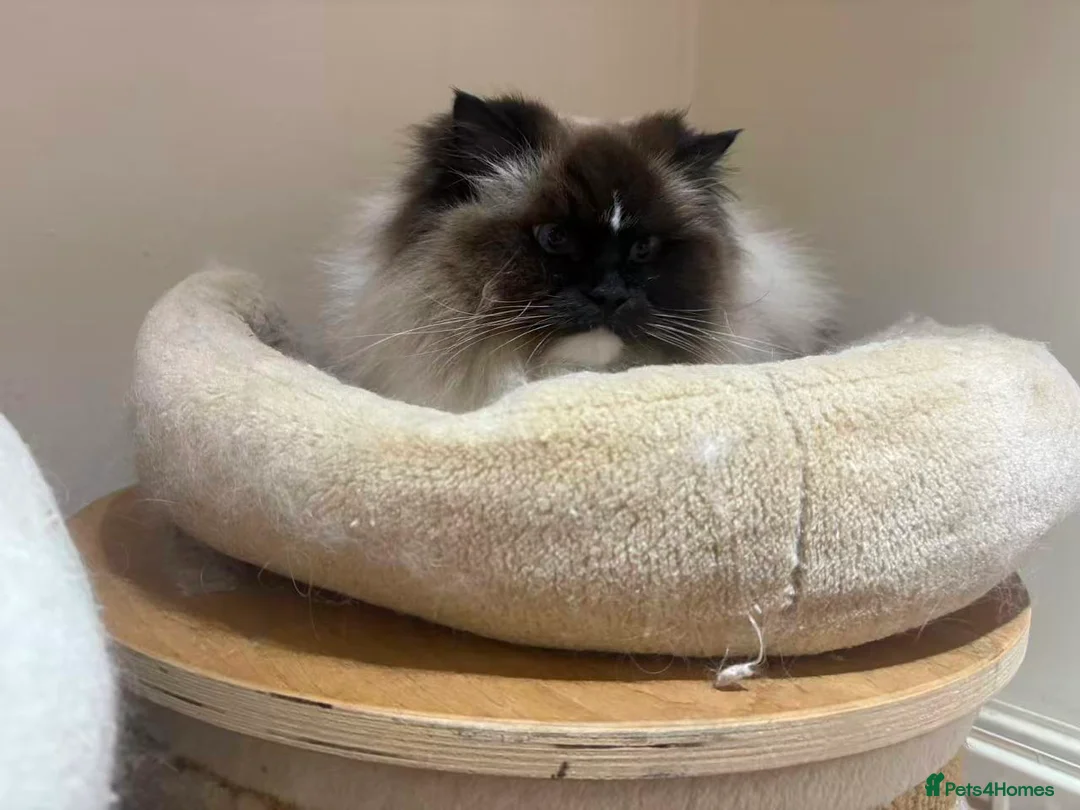 Ragdoll cats for sale: Ragdoll Cats - Looking for New Homes - Advert 3