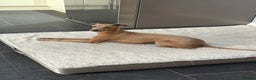 Italian Greyhound dogs for stud: Proven Italian Greyhound KC Registered Stud in York - Advert 3