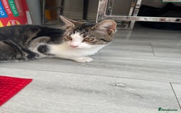 Mixed Breed cats for sale: Two kittens for sale - Image 3