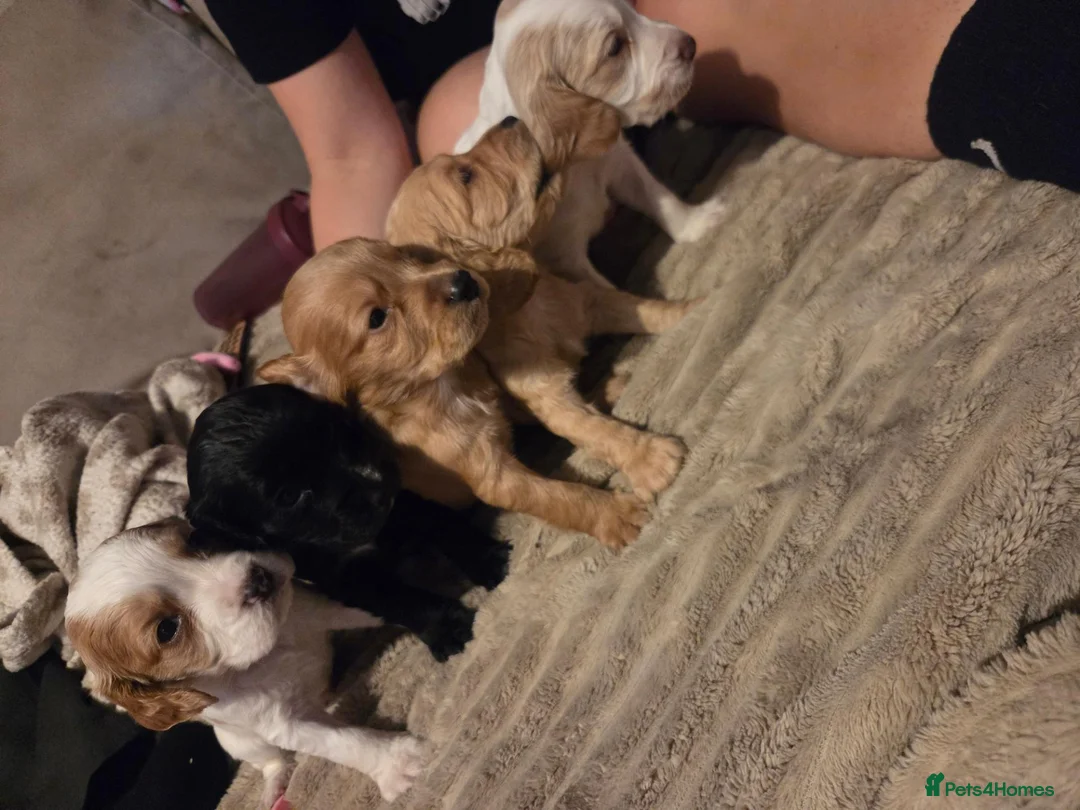 Cocker Spaniel dogs for sale: 5 x beautiful cocker spaniel puppies - Advert 8