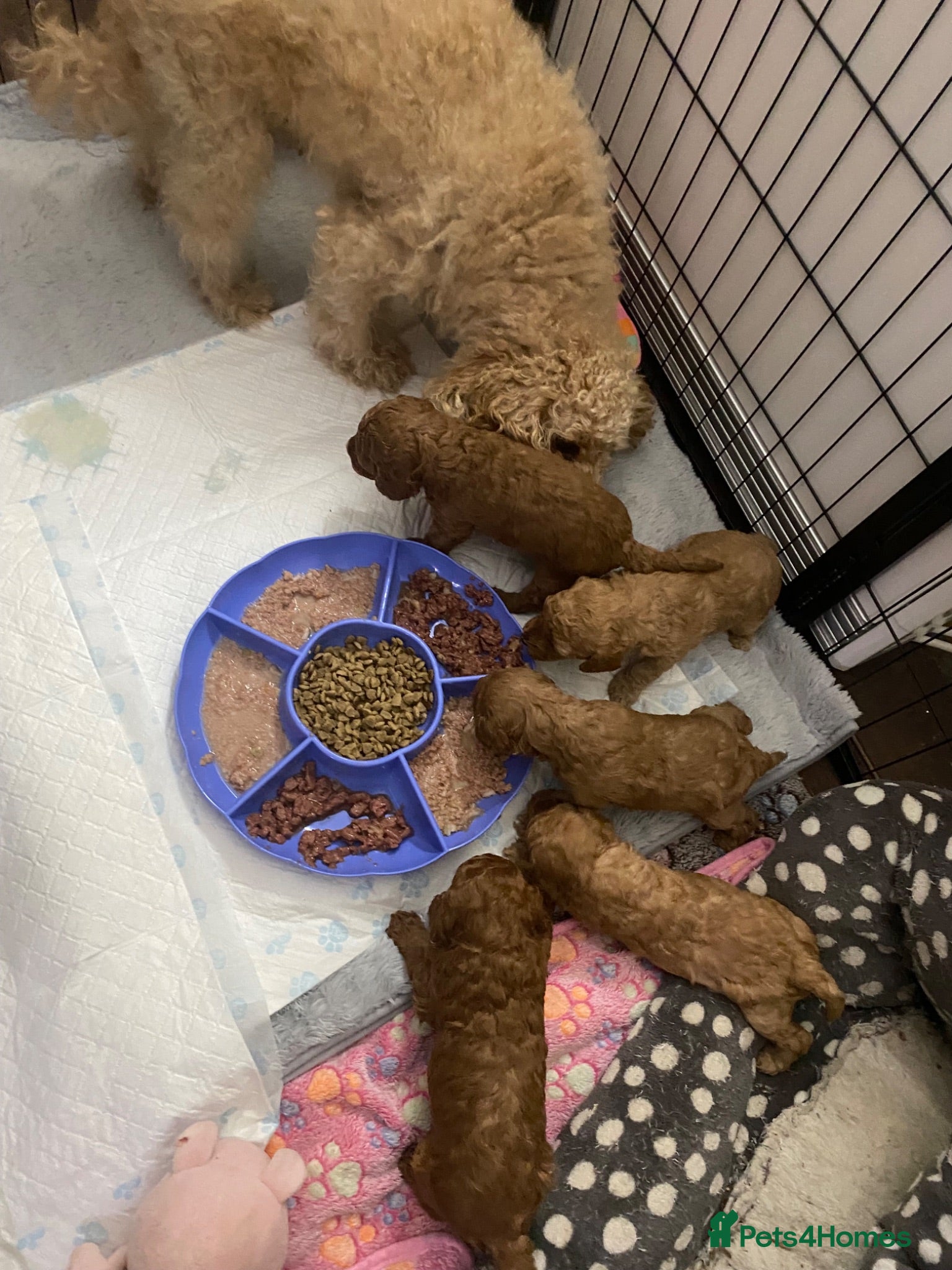 Cavapoo dogs 5 Beautiful Cavapoos from a family home.  - Advert 3