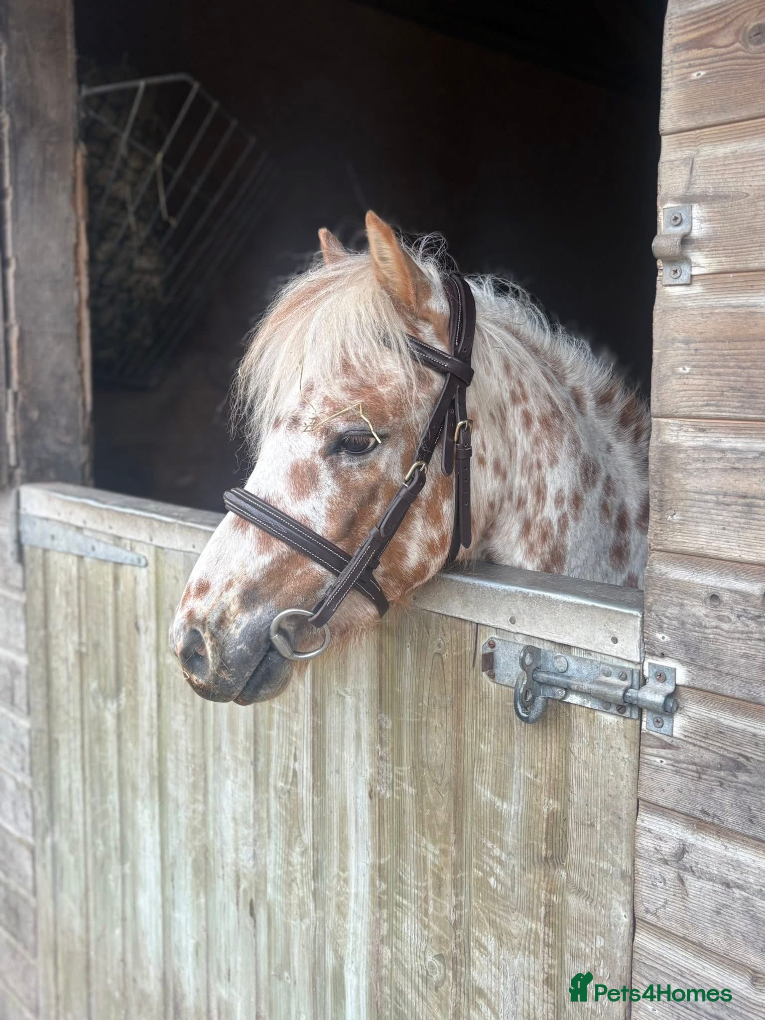 Other Breed horses for sale: 12hh British spotted pony  in Corwen - Advert 1