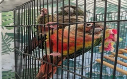 Conures birds for sale: Pair of Conures male and female 250.00 ono - Image 1