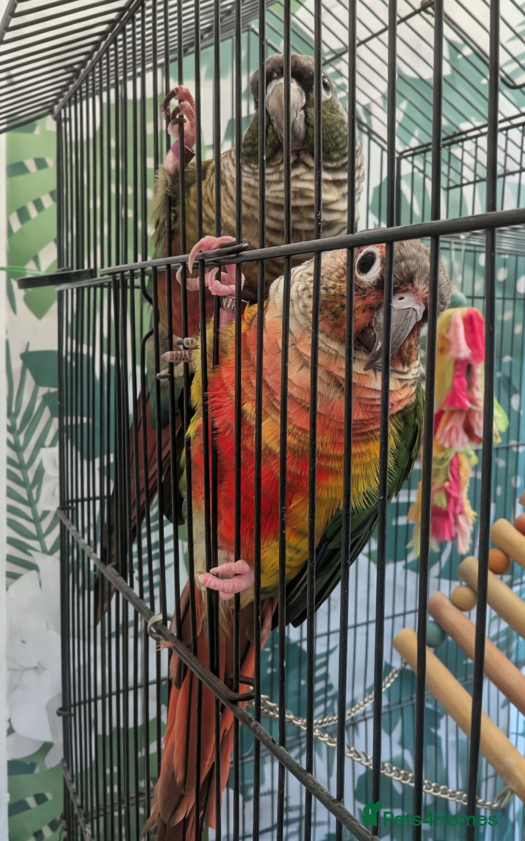 Conures birds for sale: Pair of Conures male and female 250.00 ono - Image 1