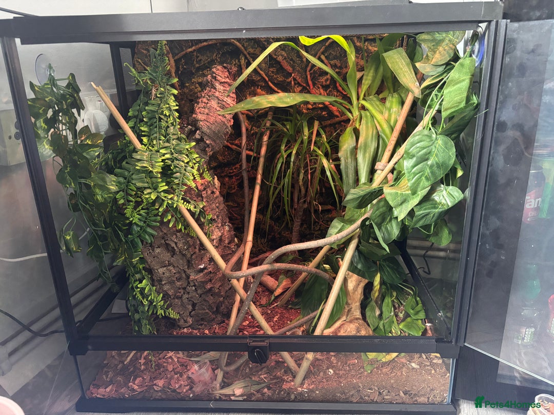 Gecko reptiles for sale: 3 proven breeders gargoyles  - Image 5