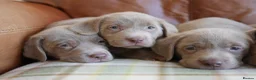 Labrador Retriever dogs for sale: Stunning Health Tested Silver Labrador Puppies - Advert 4